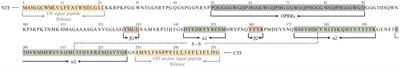 Prion protein E219K polymorphism: from the discovery of the KANNO blood group to interventions for human prion disease